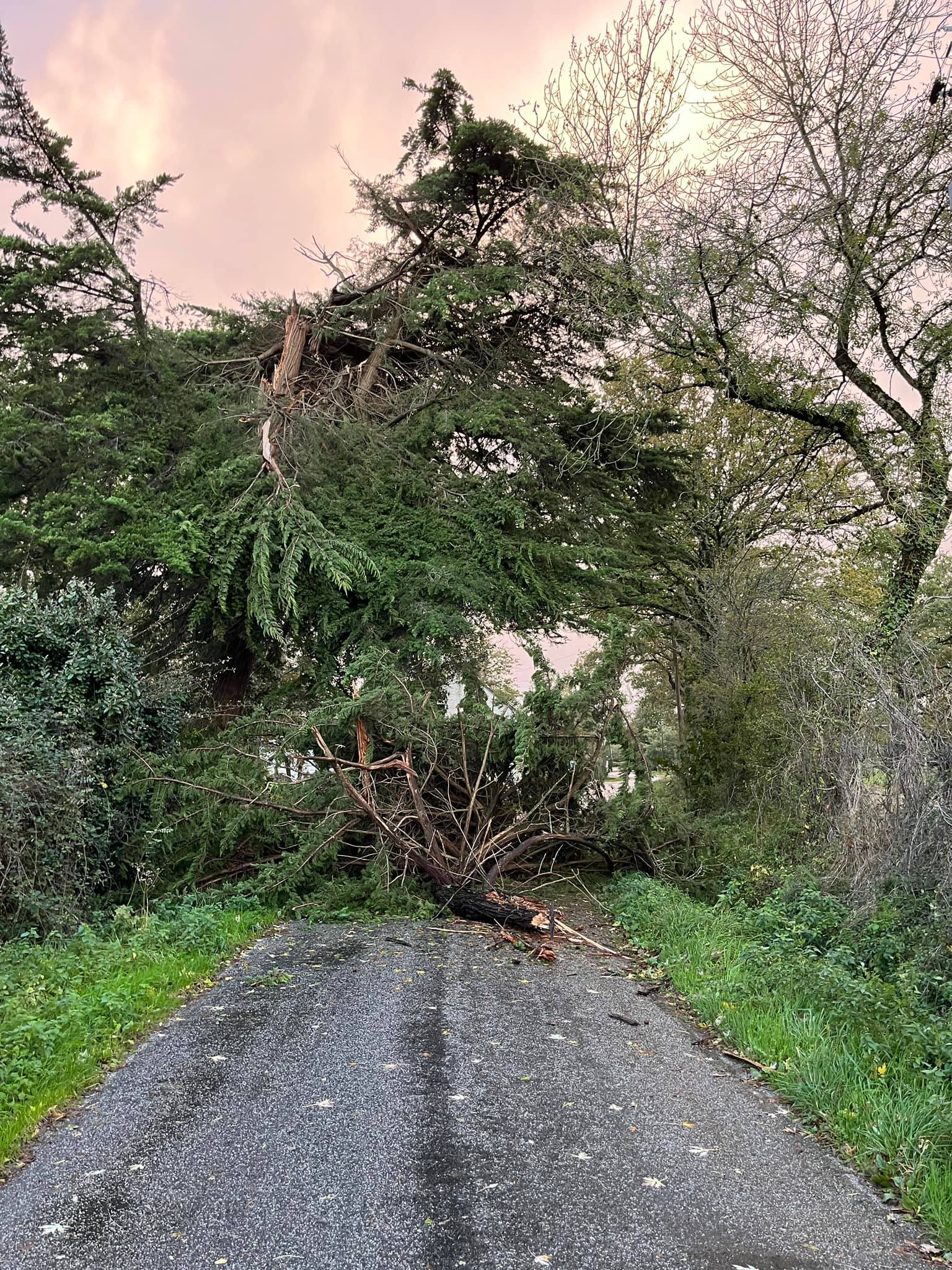 Tempête : plusieurs arbres tombés