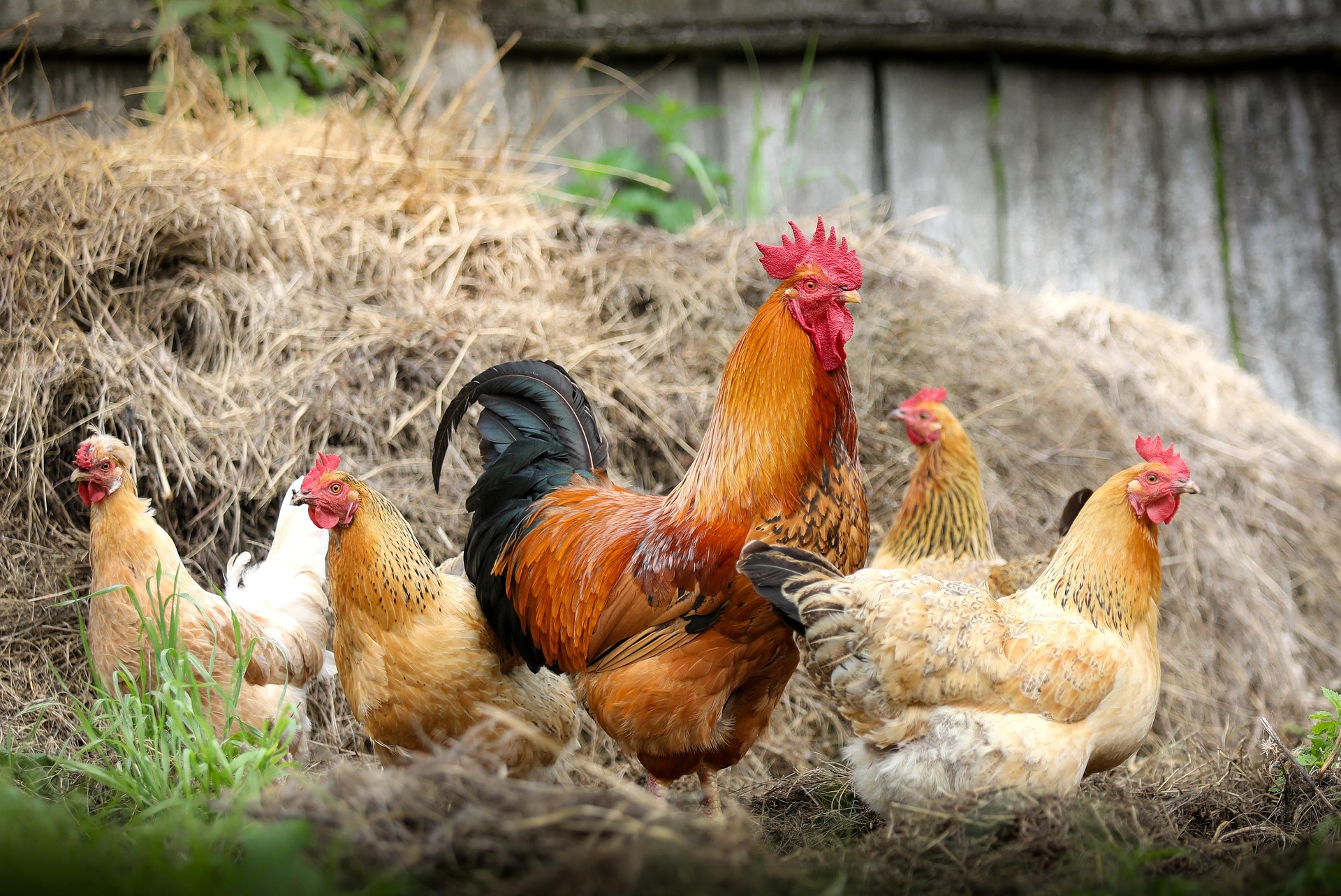 image Grippe aviaire : La Chevallerais en zone de surveillance