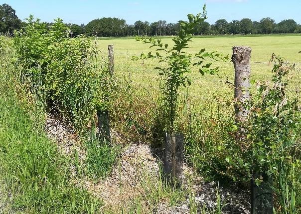 image Plantez des haies bocagères et construisez le bocage de demain !